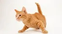 chat.webp